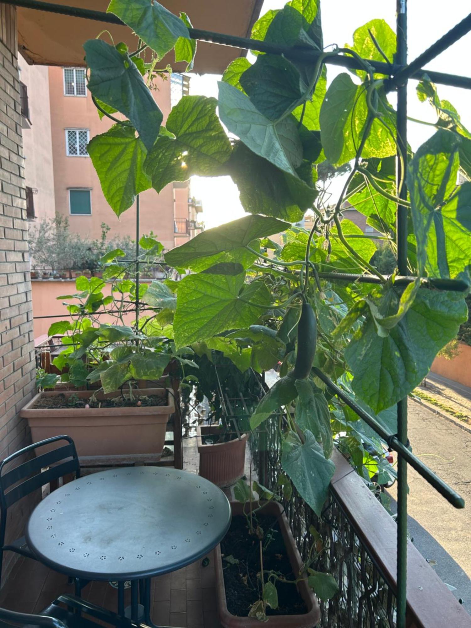Bed and Breakfast La Fontana Di Carlotta Roma Exterior foto